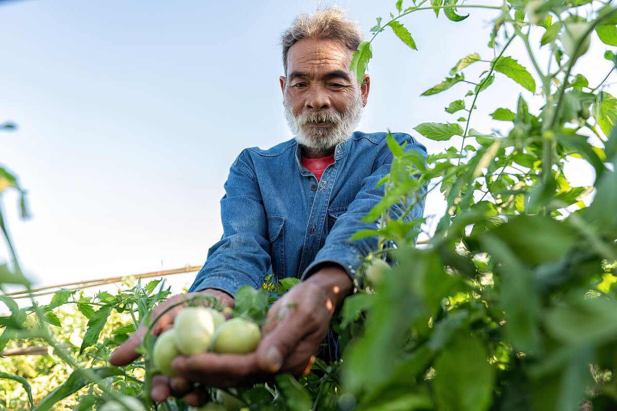 farmer-plantation-proud-look-growth-of-tomato-on-s-DPU859F.jpg